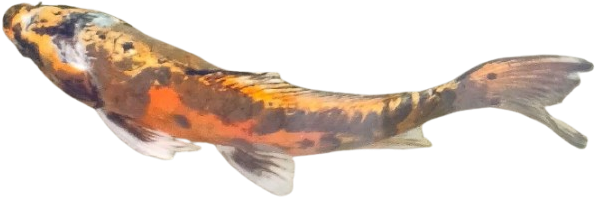 Decoration Fish Clip Art
